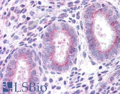 IHC-plus™ XCR1 Antibody (C-Terminus)