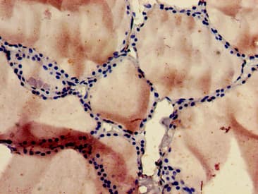 SLC10A3 Antibody