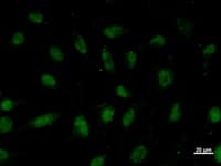 Monoclonal Mouse anti-Human VEZF1 Antibody (clone ZNF5J141, IF, WB)