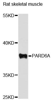 PARD6A / PAR6 Antibody