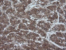 CRYAA / Alpha A Crystallin Antibody (clone OTI3B12, Carrier-free)