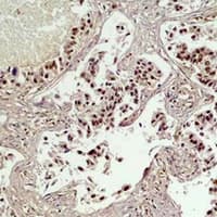 Polyclonal Rabbit anti-Human CREB1 / CREB Antibody (IHC, WB)