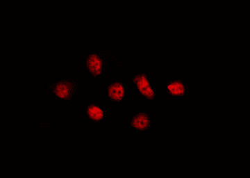Polyclonal Rabbit anti-Human CLK4 Antibody (IF, WB)