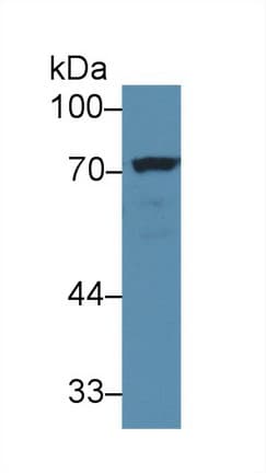 NUMB Antibody (aa377-642, PE)