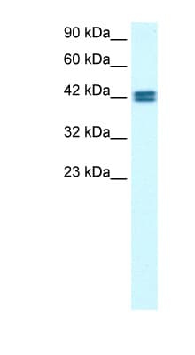 OR13C9 Antibody (C-Terminus)