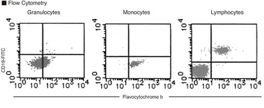 CYBB / NOX2 / gp91phox Antibody (clone 7D5)