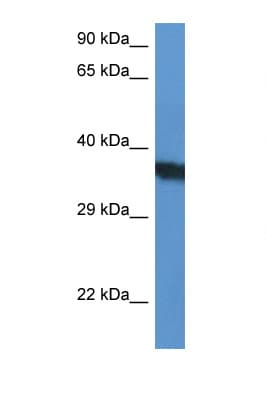 SURF1 Antibody (N-Terminus)