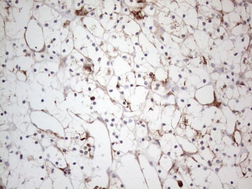ANPEP / CD13 Antibody (aa668-967, clone OTI2E4)
