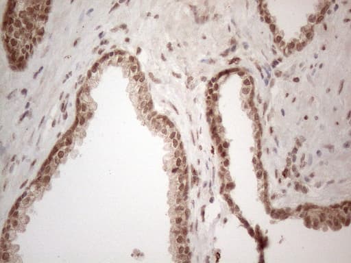 IRS1 Antibody (aa1-280, clone OTI9E11)