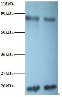 PPIA / Cyclophilin A Antibody (FITC)