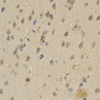 SELL / L-Selectin / CD62L Antibody