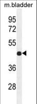 Polyclonal Rabbit anti-Human IRF2 Antibody (aa225-255, WB)