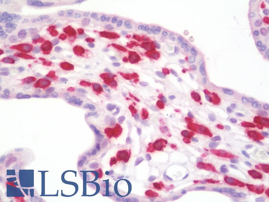 Monoclonal Mouse anti-Human CD163 Antibody (clone 2C7, Carrier-free, IF, WB)