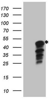 IDO2 / INDOL1 Antibody (clone OTI4B3)
