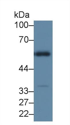 HYAL1 Antibody (aa52-462)