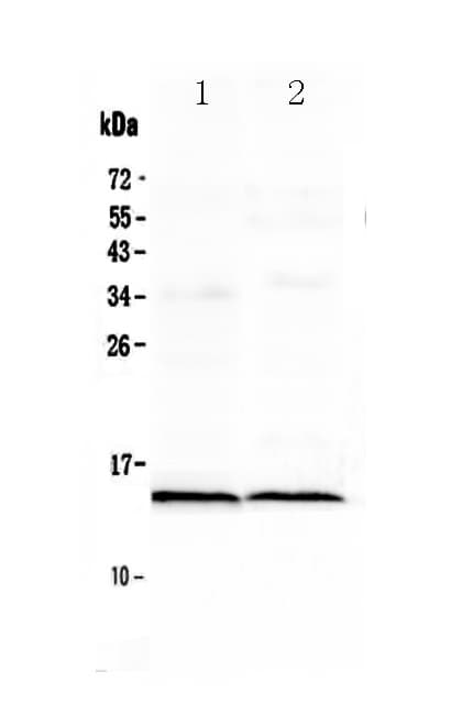 FABP3 / H-FABP Antibody