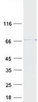Human SIRPA / CD172a Protein (Recombinant Myc-DDK (Flag))