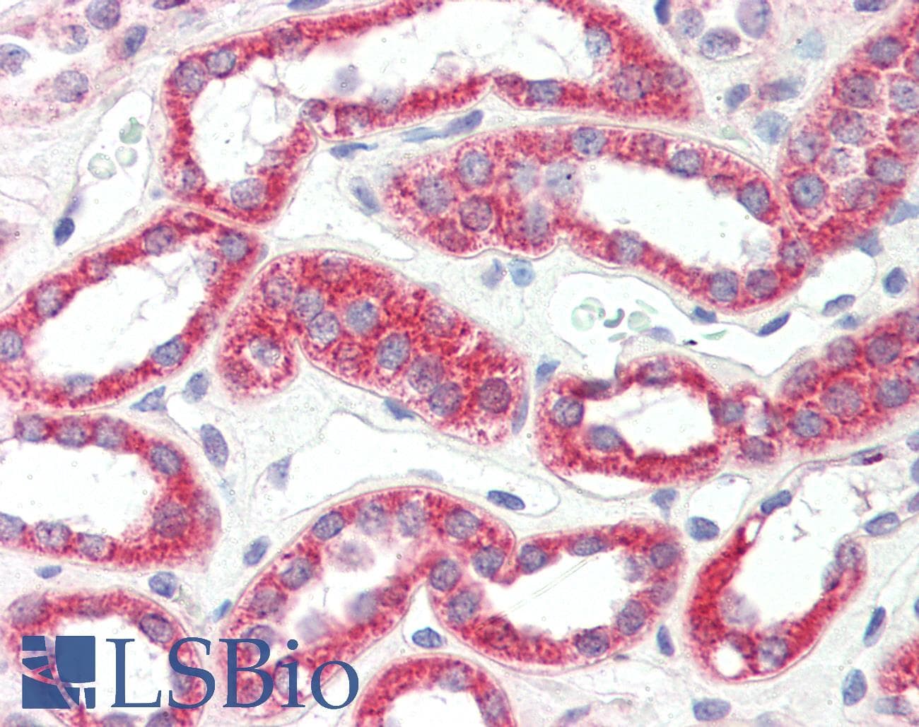 IHC-plus™ AMBRA1 Antibody