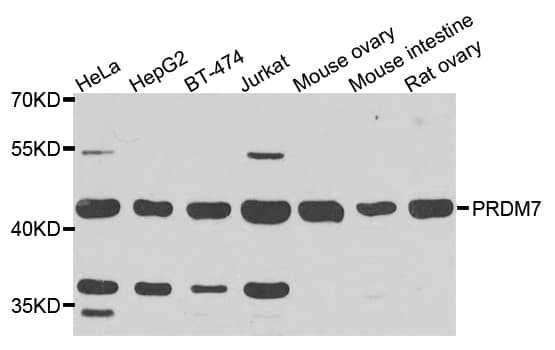 PRDM7 Antibody