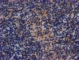 AKT1 Antibody (clone OTI1G5, Carrier-free)