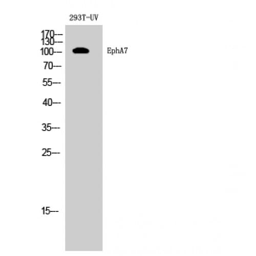 Polyclonal Rabbit anti-Human EPHA7 / EPH Receptor A7 Antibody (420-500 aa, Internal, WB)