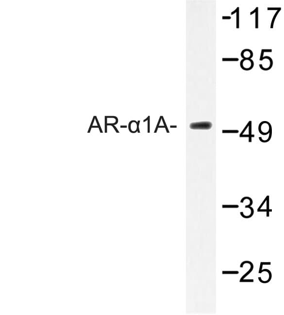 ADRA1A Antibody (Gln365)