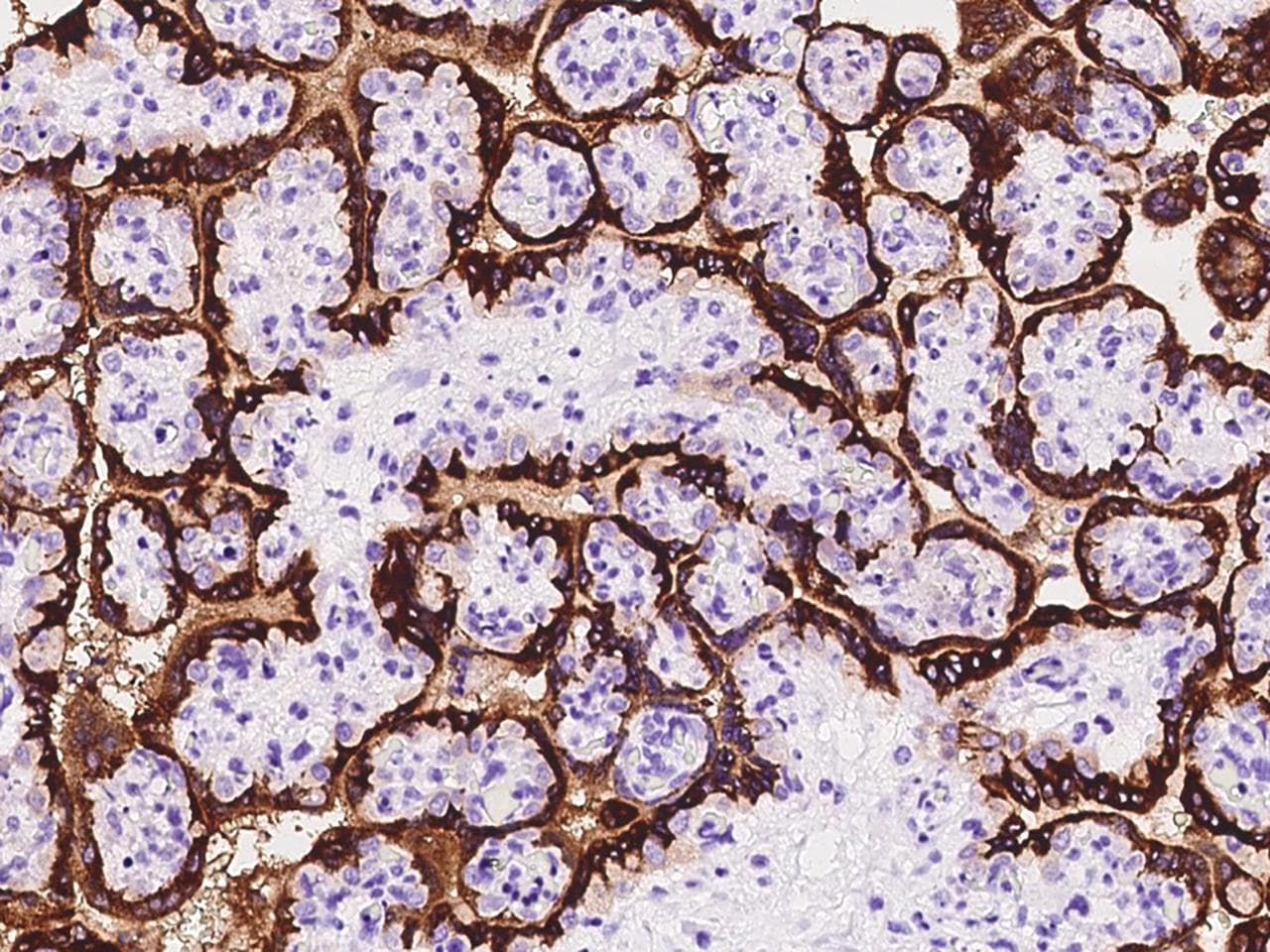 GH / Growth Hormone Antibody (clone 85, Preservative Free)