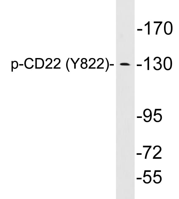 CD22 Antibody (phospho-Tyr822)