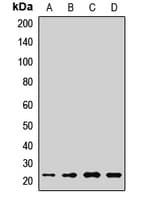 IL17C Antibody