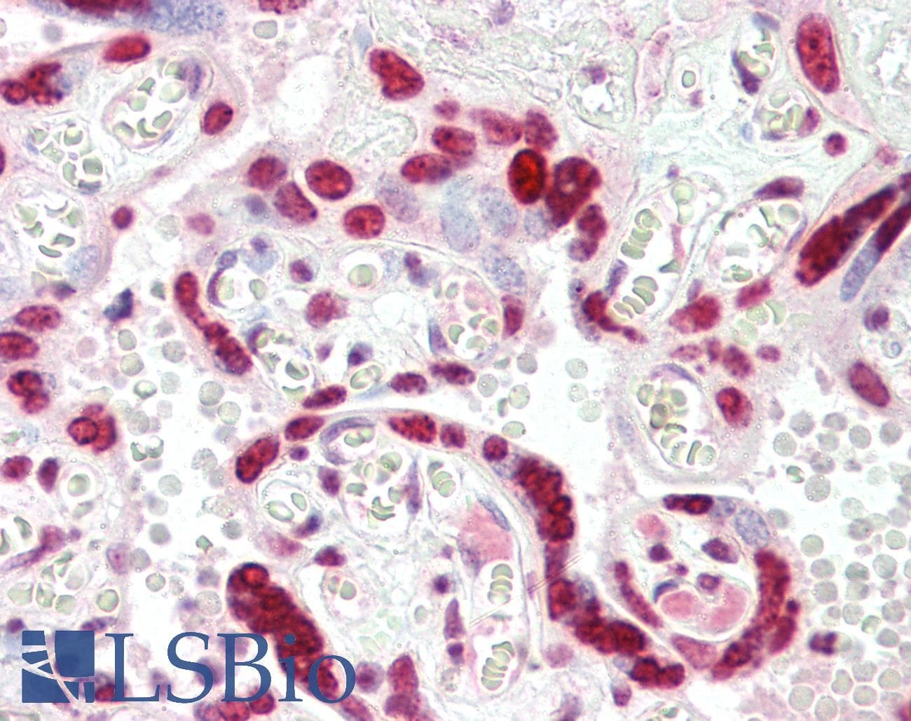 IHC-plus™ H2AFX / H2AX Antibody (C-Terminus)
