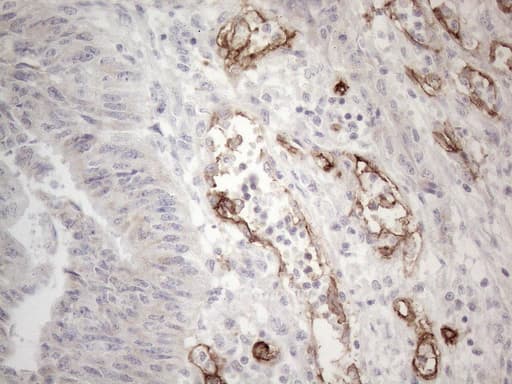 CD34 Antibody (aa312-385, clone OTI12F2)