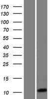 HIGD1C Protein (Over-Expression Lysate Myc-DDK (Flag))
