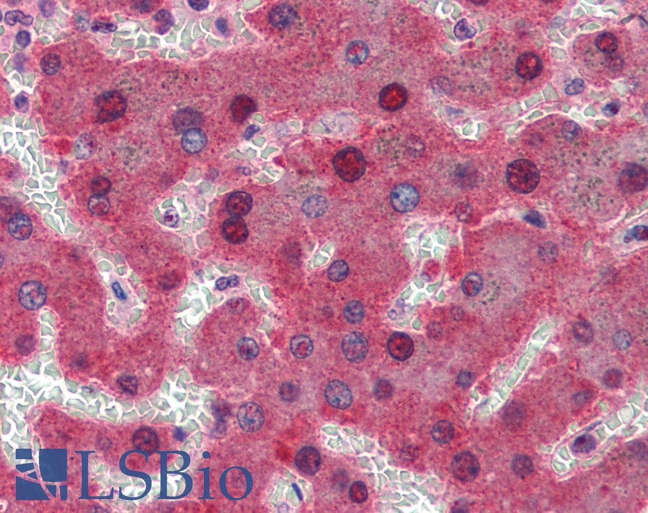 PathPlus™ MYC / c-Myc Antibody (aa408-439, clone 9E10)