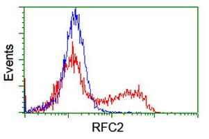 RFC2 / RFC40 Antibody (clone OTI2B2)