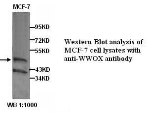 Polyclonal Rabbit anti-Human WWOX Antibody (WB)