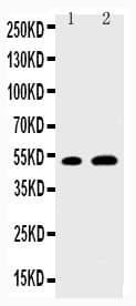 EGR2 Antibody (aa153-168)