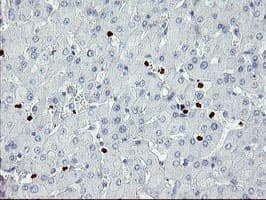 ZNF365 Antibody (clone OTI6D1)
