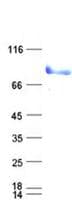 Human TFE3 Protein (Recombinant His, N-Terminal)