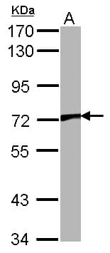 IHC-plus™ VRL1 / TRPV2 Antibody
