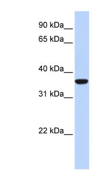 MAFB Antibody (aa273-323)