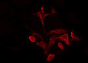 SPTBN1 / ELF Antibody