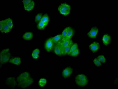 SMG7 Antibody