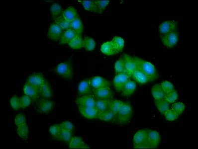 Polyclonal Rabbit anti-Human CEB1 / HERC5 Antibody (IHC, IF)