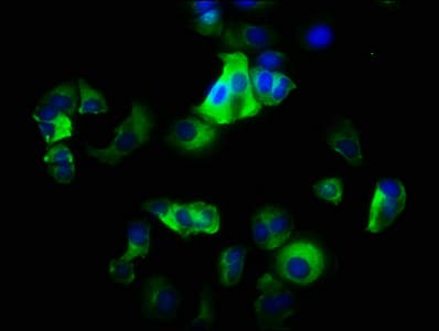 ITGA2 / CD49b Antibody