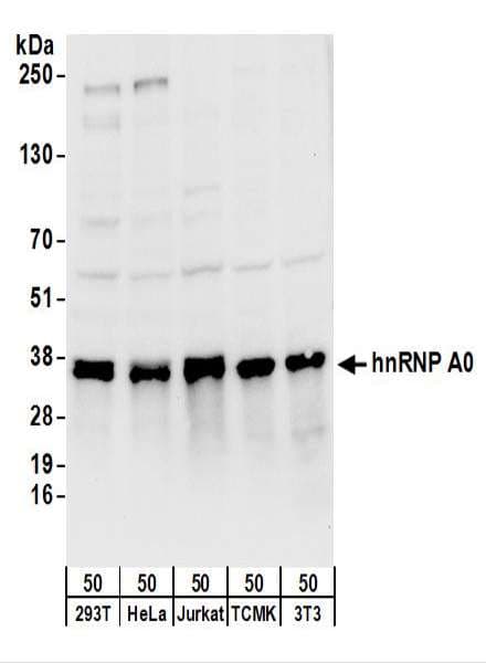 Polyclonal Rabbit anti-Human HnRNP A0 Antibody (aa150-200, WB)