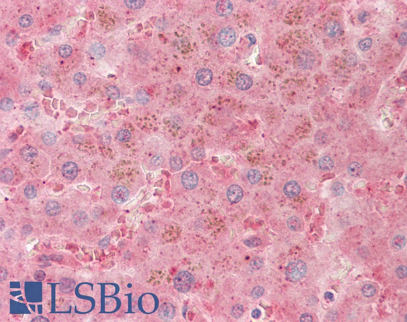 IHC-plus™ Polyclonal Sheep anti-Mouse PLG / Plasmin / Plasminogen Antibody (IHC, WB)