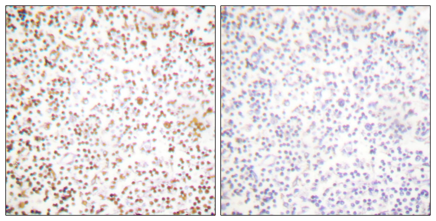 POU2F1 / OCT1 Antibody (aa41-90)