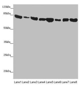 MFN1 Antibody