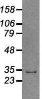 Monoclonal Mouse anti-Human GAD1 / GAD67 Antibody (clone OTI3G9, IHC, WB)
