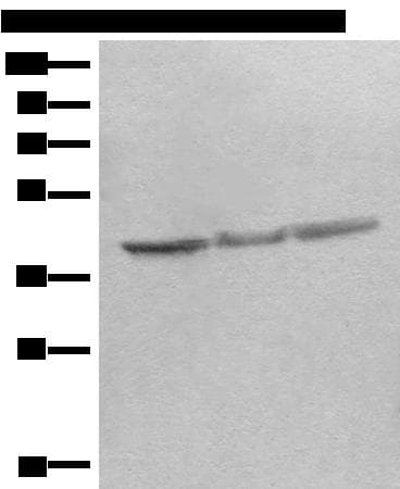STOML2 Antibody